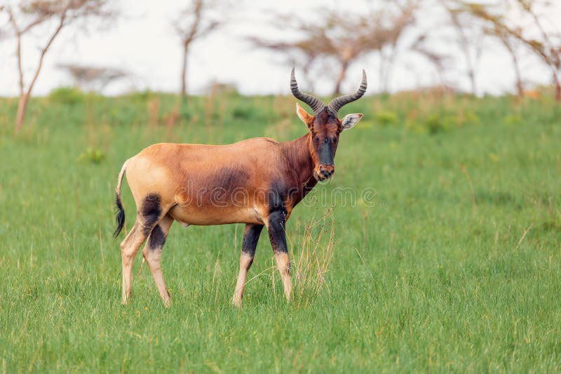 Swayne's Hartebeest