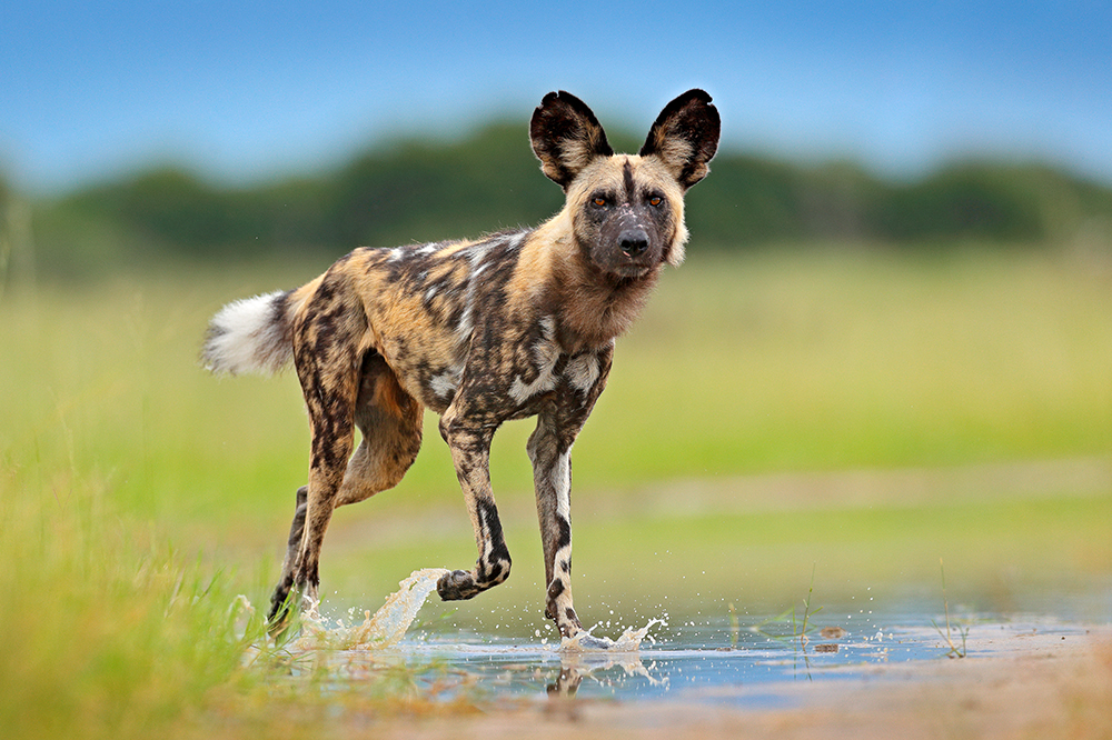 Wild Dog safaris