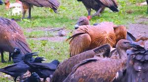 Vulture Conservation Safari at Jatayu Restaurant