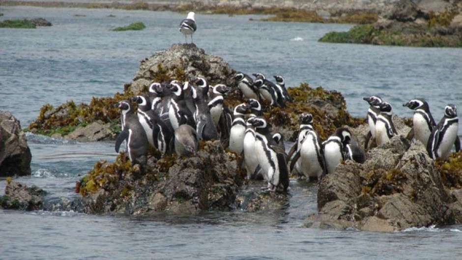 Isla Grande De Chiloé Ancud Y Pingüineras De Puñihuil