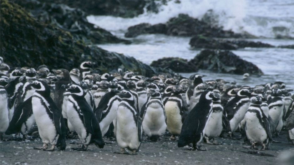Isla Grande De Chiloé Ancud Y Pingüineras De Puñihuil 2