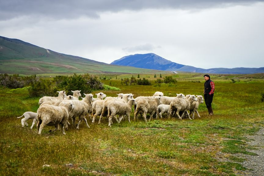 Full Day Tierra de Ovejeros: Tradición y Cultura Gaucha en Cerro Castillo 3