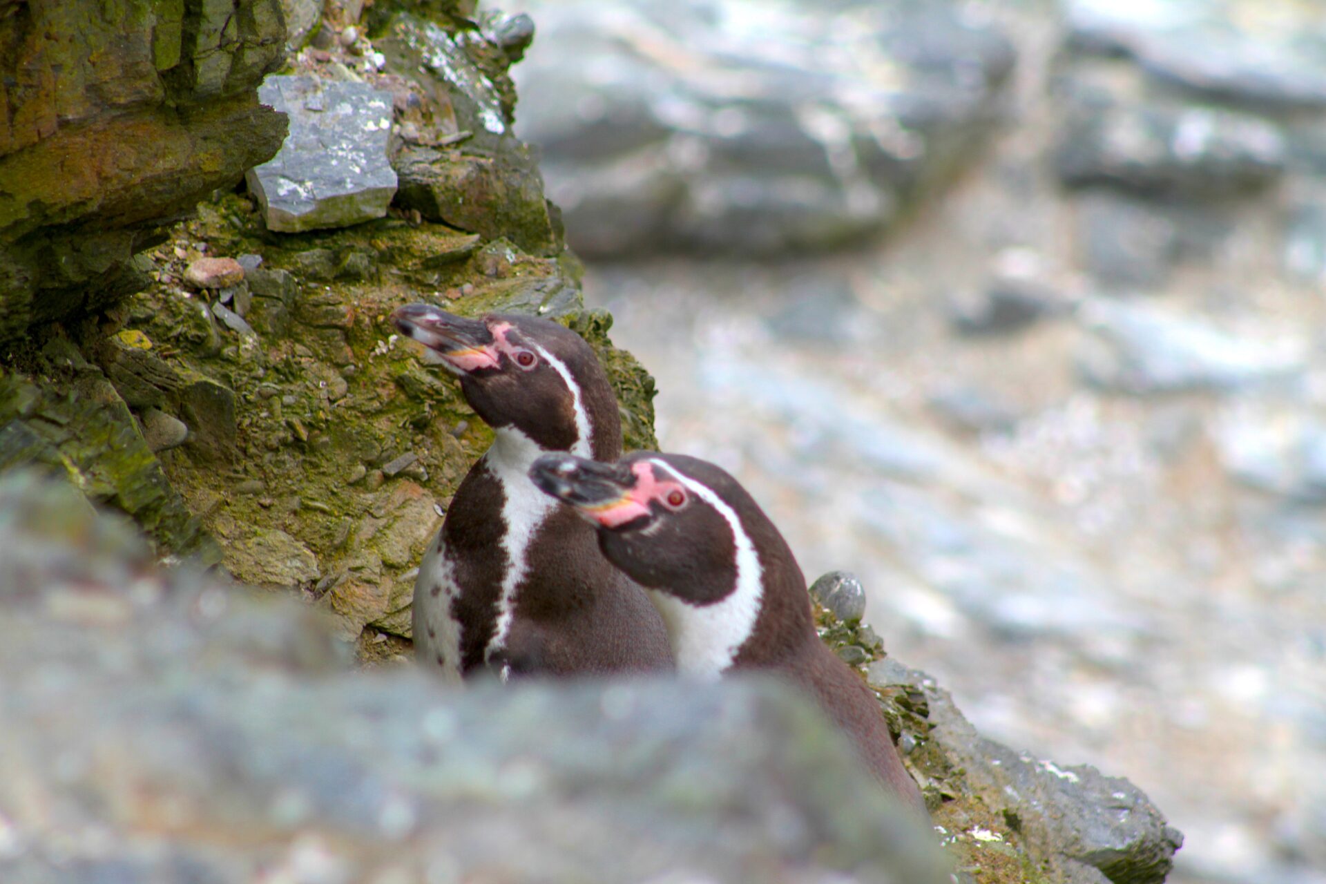 Full-Day Tour: Isla Damas & Humboldt Penguin National Reserve