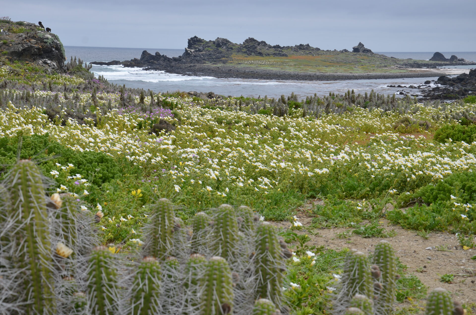 Full-Day Tour: Isla Damas & Humboldt Penguin National Reserve 3