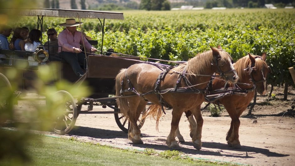 Colchagua Valley Wine Tour: Horse-Drawn Carriages, Premium Wines, and Chilean Culture