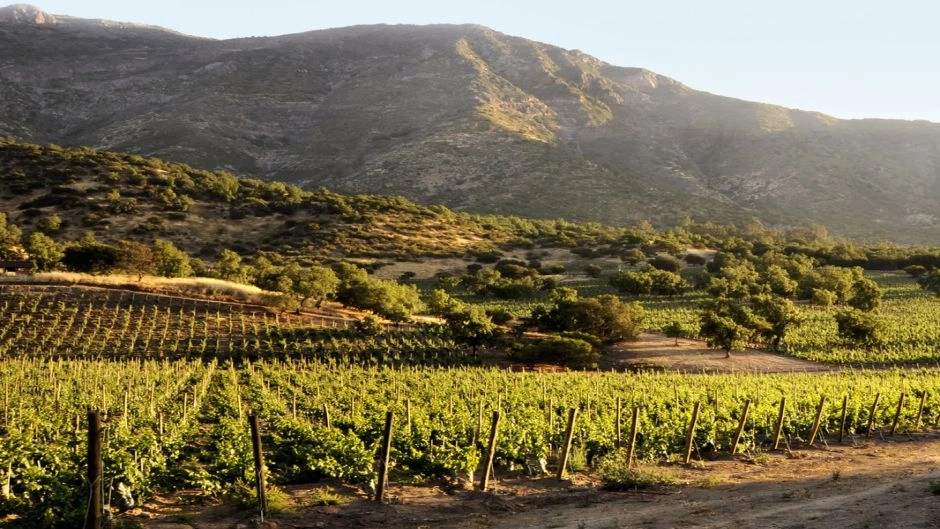 Colchagua Valley Wine Tour: Horse-Drawn Carriages, Premium Wines, and Chilean Culture 2