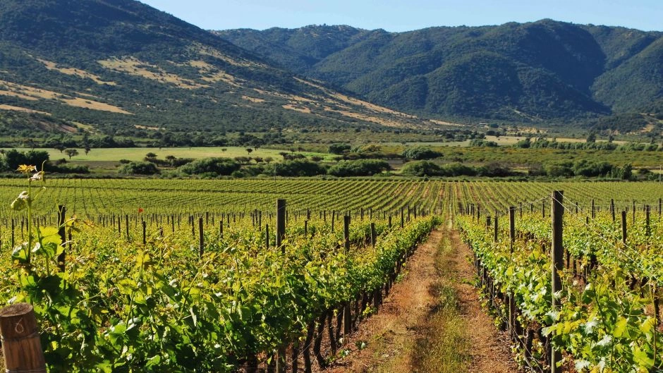 Colchagua Valley Wine Tour: Horse-Drawn Carriages, Premium Wines, and Chilean Culture 3