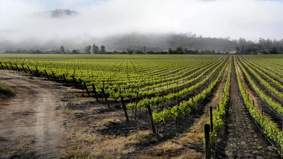 Casablanca Valley Wine Tour: Veramonte and Casas del Bosque