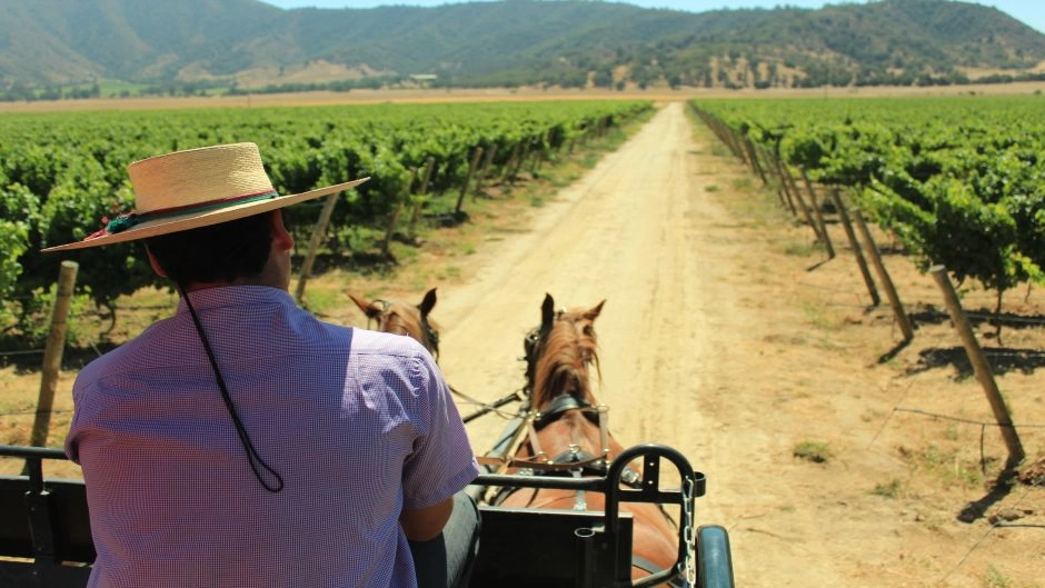 Casablanca Valley Wine Tour: Veramonte and Casas del Bosque 3