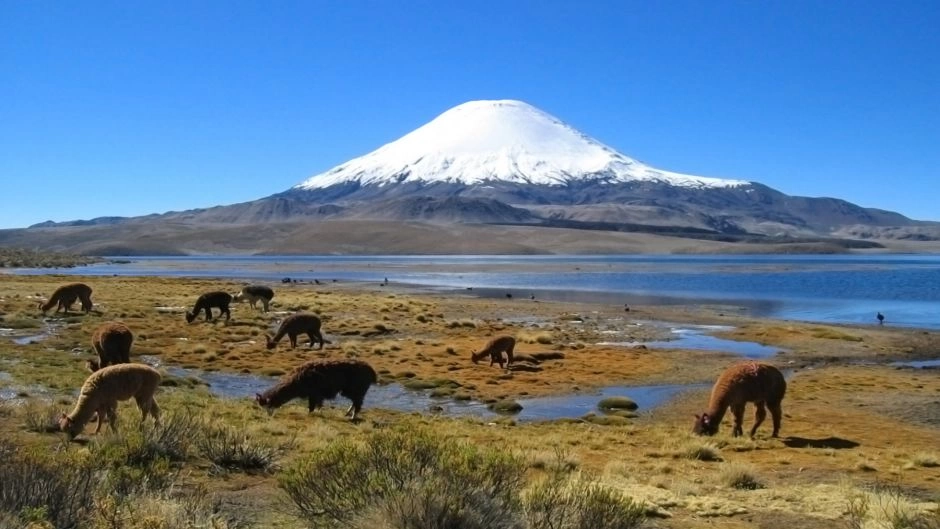Tour de Dia Inteiro: Parque Nacional Lauca e Lago Chungará 2