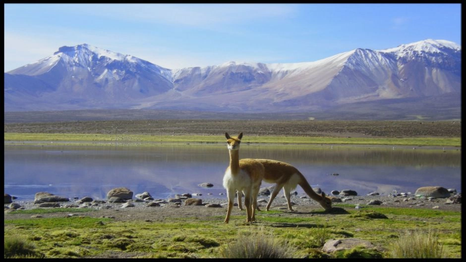 Tour de Dia Inteiro: Parque Nacional Lauca e Lago Chungará 3