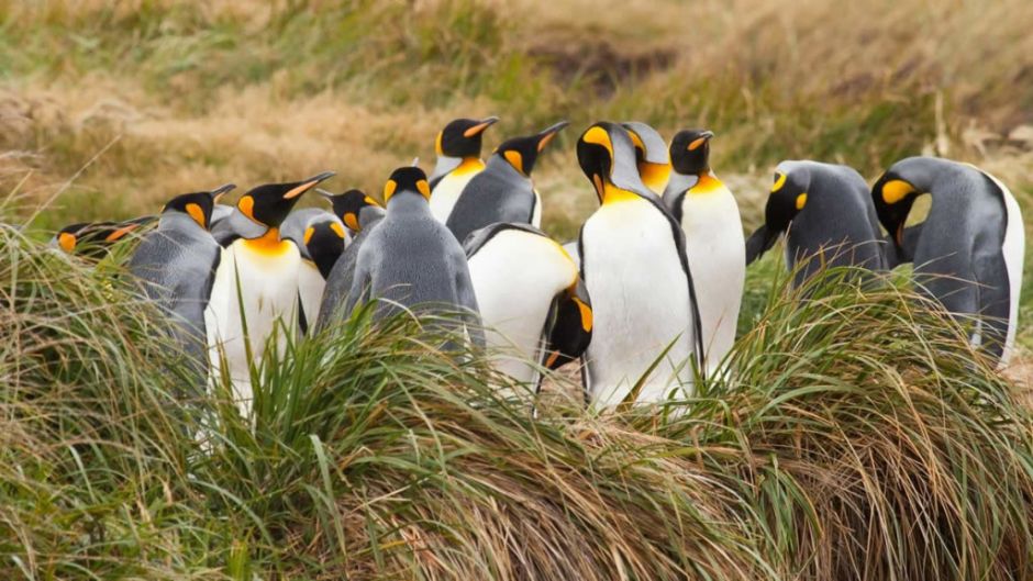 Tierra del Fuego and King Penguin Park: Home of the Austral Giant