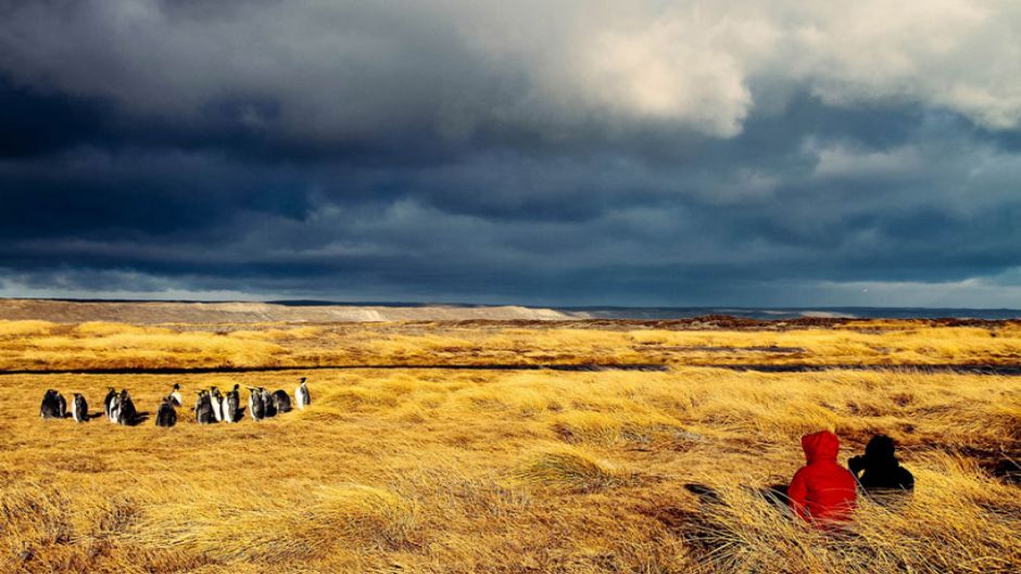 Tierra del Fuego and King Penguin Park: Home of the Austral Giant 3