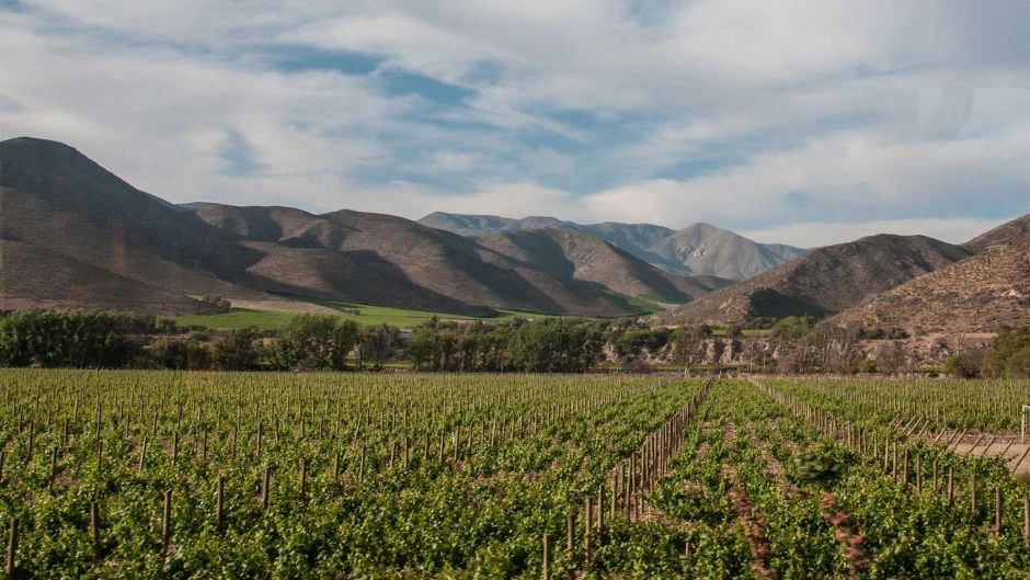 Tour de Día Completo al Valle del Elqui: Vicuña, Pisco y la Ruta de Gabriela Mistral