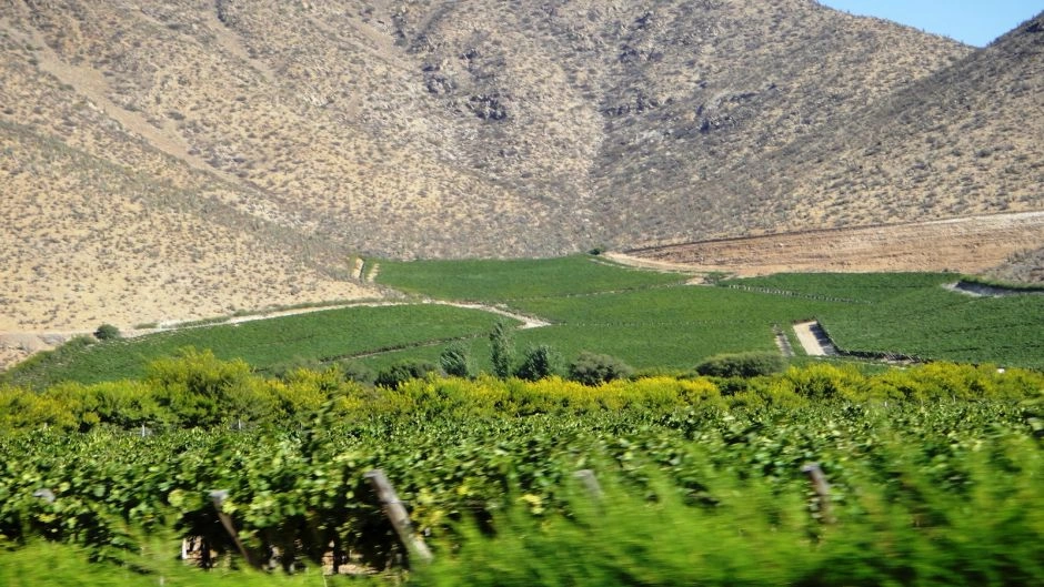 Tour de Día Completo al Valle del Elqui: Vicuña, Pisco y la Ruta de Gabriela Mistral 2