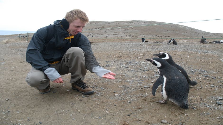 Pingüineras Isla Magdalena: Encuentro Cercano en el Estrecho de Magallanes