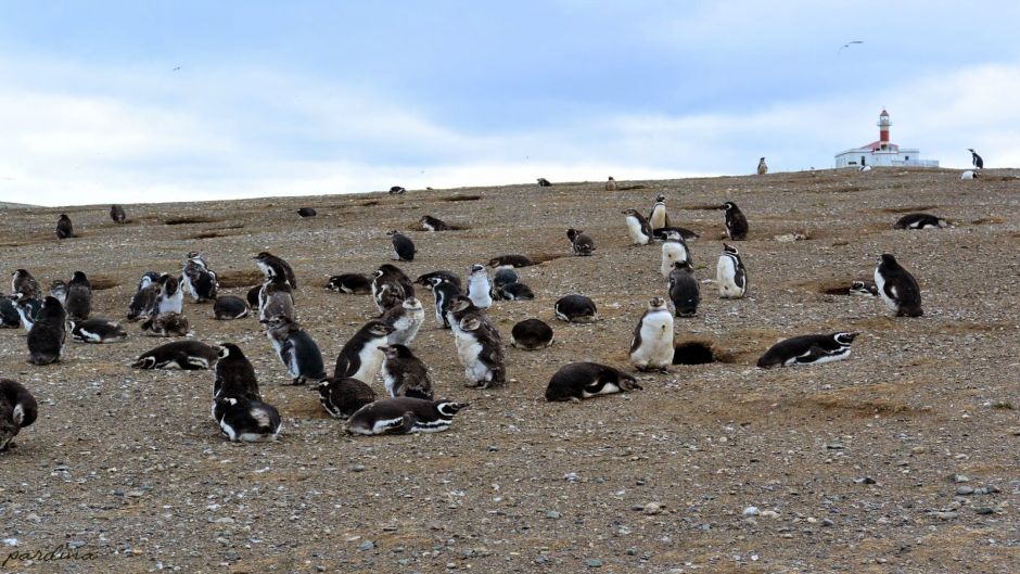 Pingüineras Isla Magdalena: Encuentro Cercano en el Estrecho de Magallanes 2