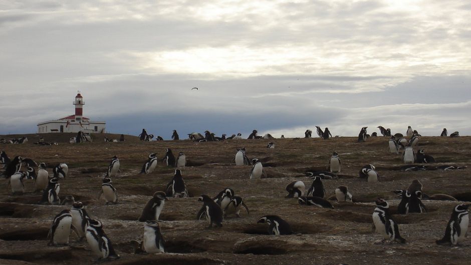 Pingüineras Isla Magdalena: Encuentro Cercano en el Estrecho de Magallanes 3