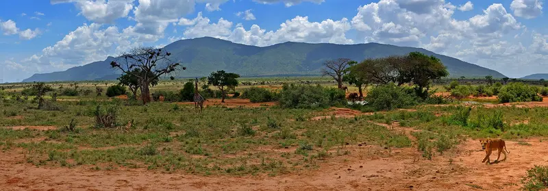 Amboseli & Tsavo