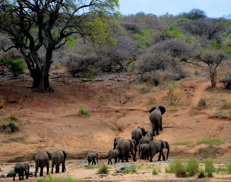 Kruger Park and Limpopo