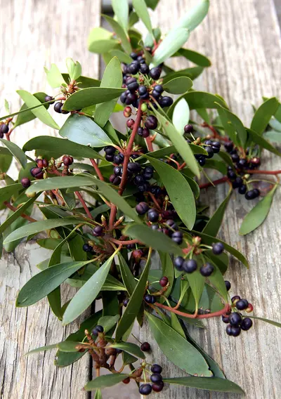 Bush Tucker