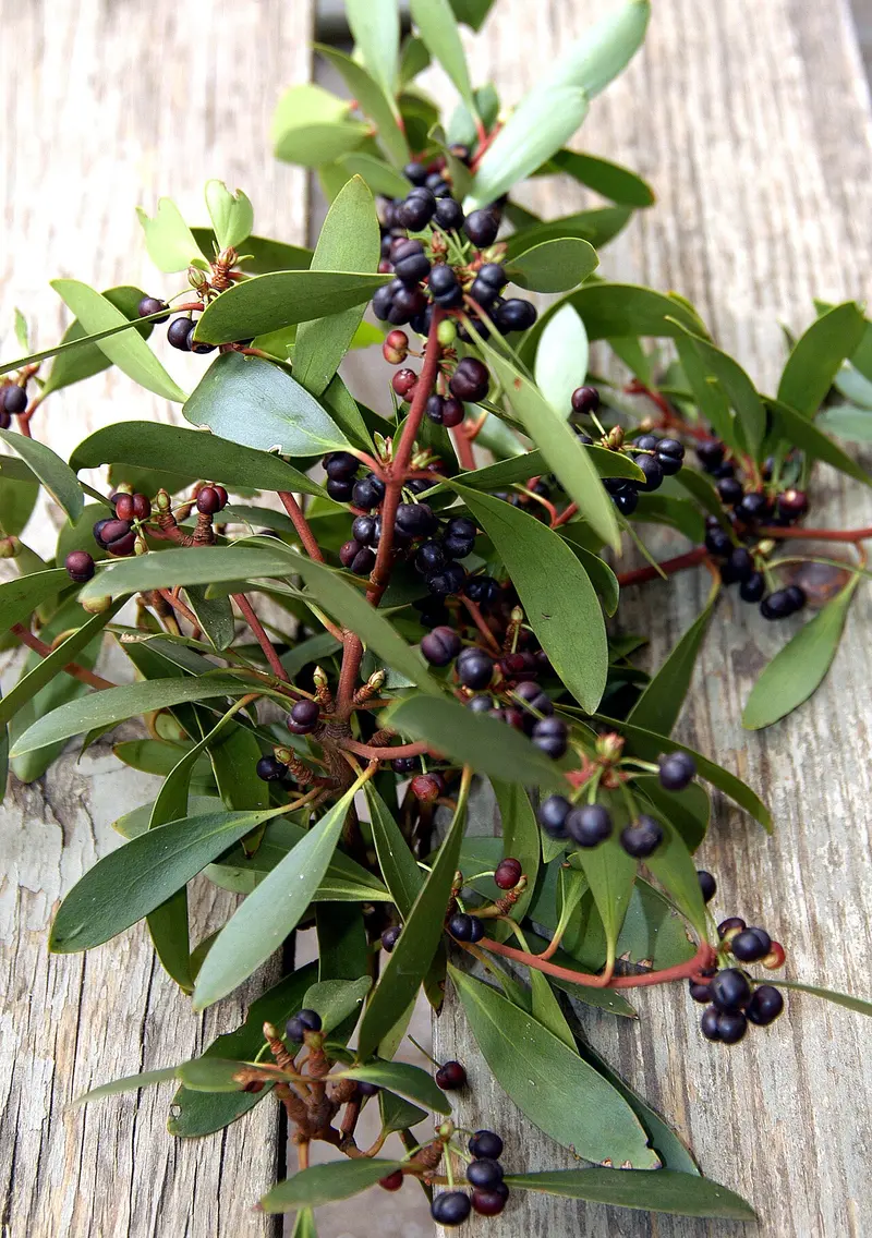 Bush Tucker