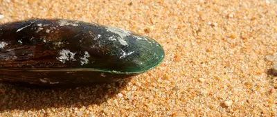 Greenlip Mussels
