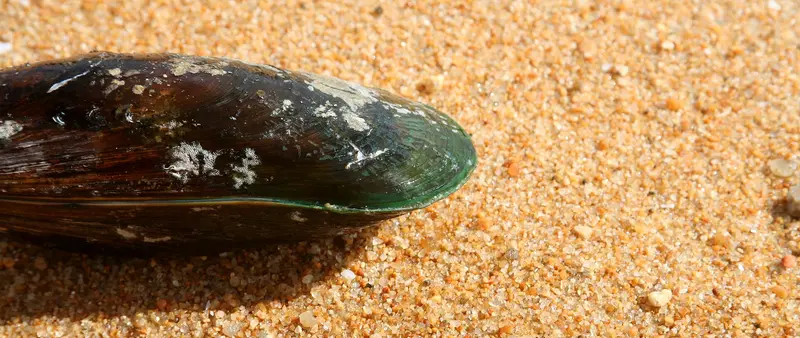 Greenlip Mussels