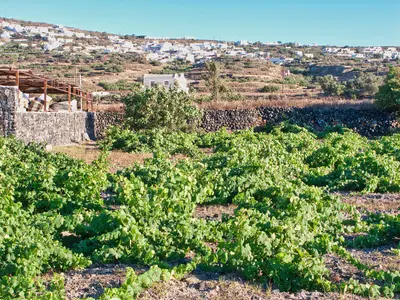 Assyrtiko
