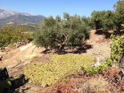 Muscat from Samos