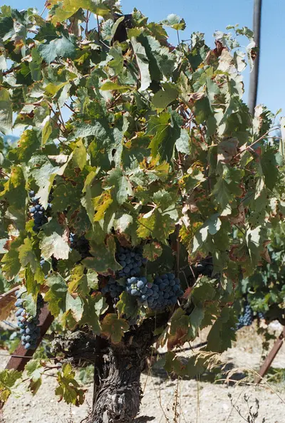 Agiorgitiko from Nemea
