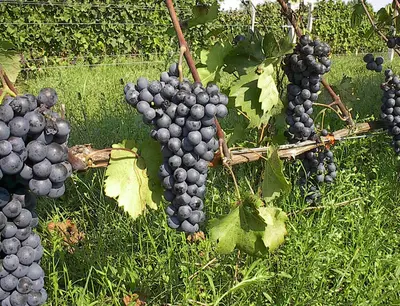Agiorgitiko aus Nemea