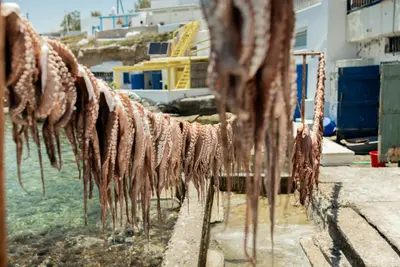 Fish from the fishing villages