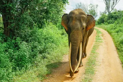 Udawalawe-Nationalpark