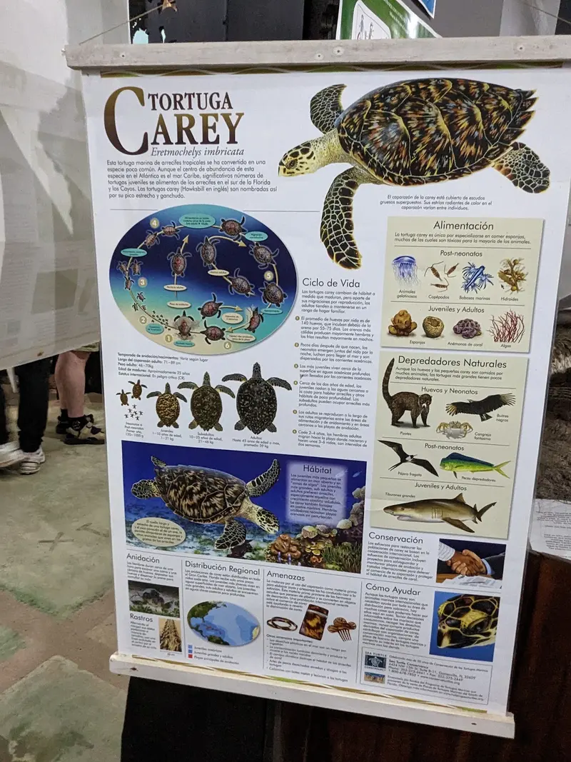 Visitor Center of the Sea Turtle Conservancy