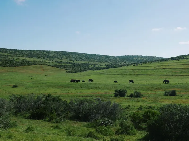 Addo Elephant National Park