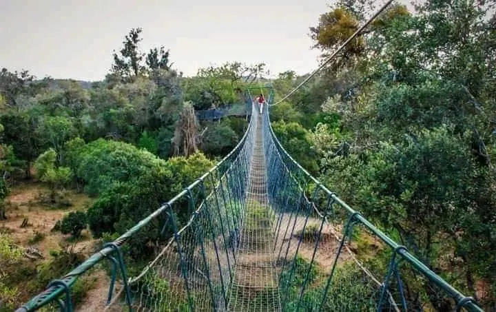 Canopy walk Ngare Ndare Forest Park