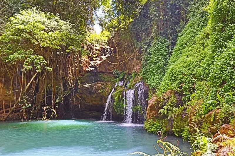 Ngare Ndare Forest