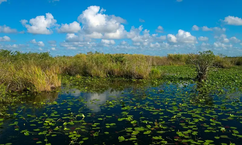 Royal Palm: Anhinga Trail and Gumbo Limbo Trail