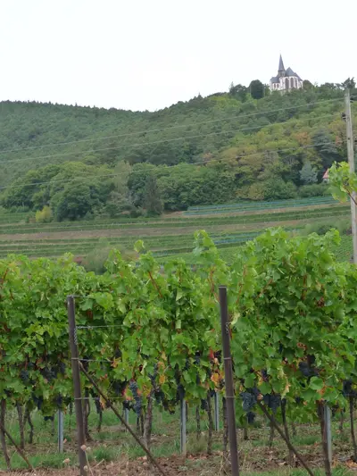 Pfalz & German Wine Route
