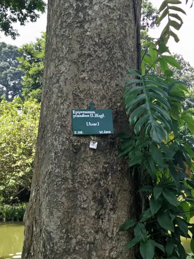 Bogor