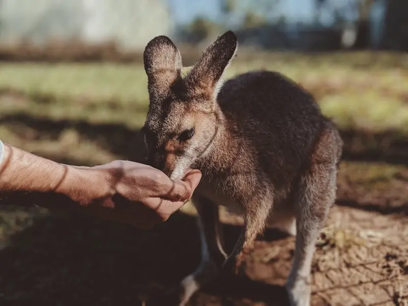 Lone Pine Koala Sanctuary