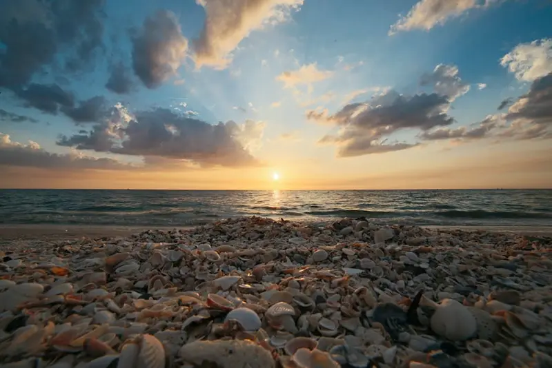 Shell Beach