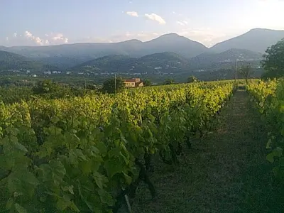 Xinomavro aus Naoussa