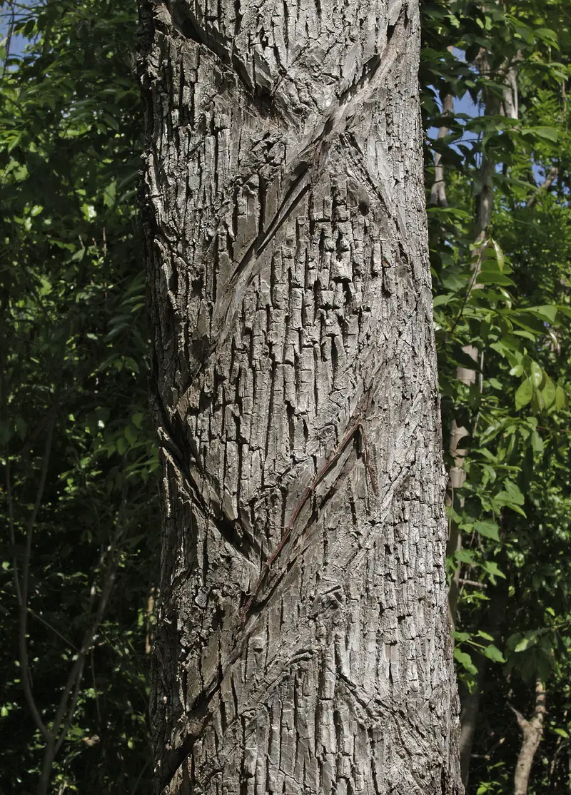 Jardín Botánico Dr. Alfredo Barrera Marín
