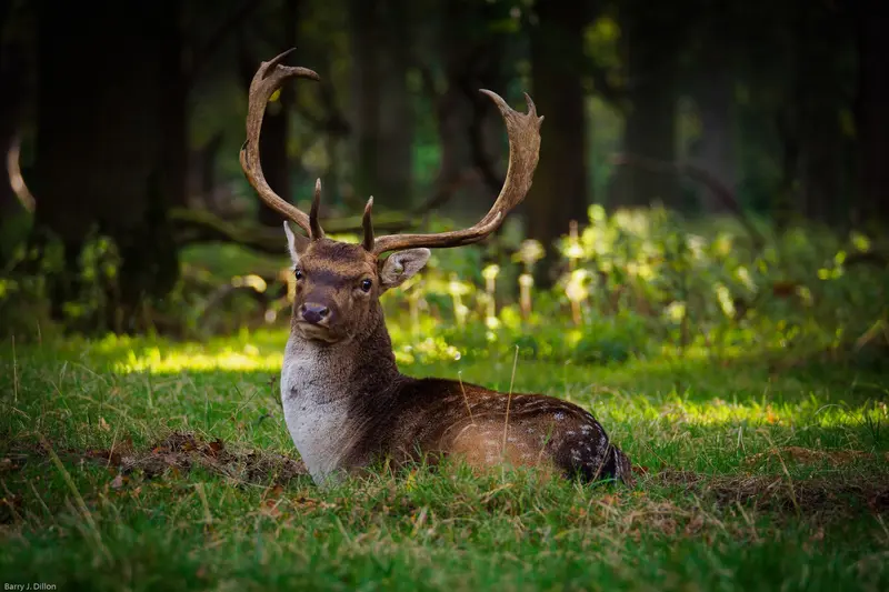 Phoenix Park