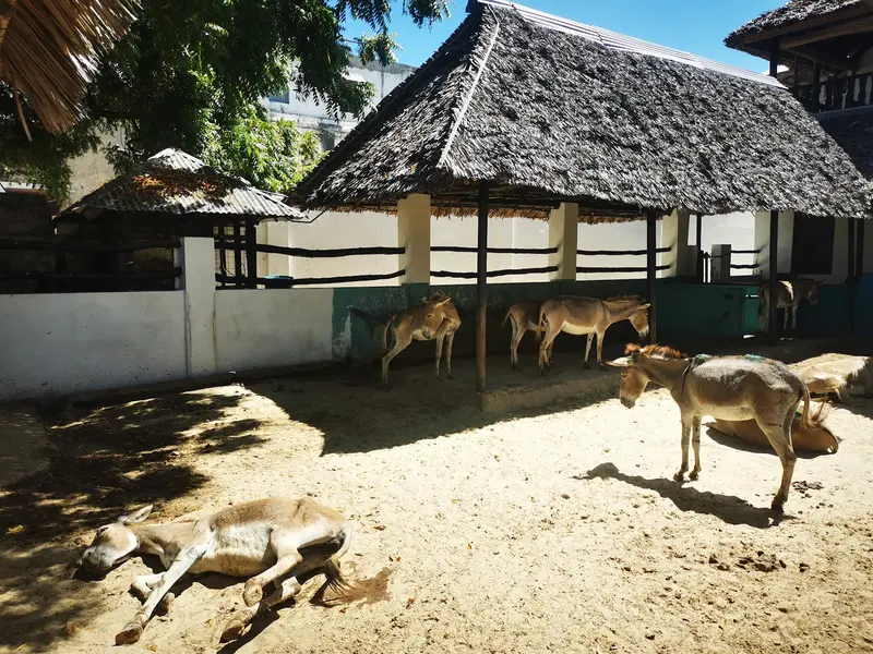 Donkey Sanctuary