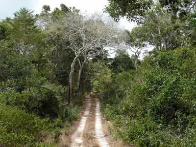 Arabuko-Sokoke-Wald