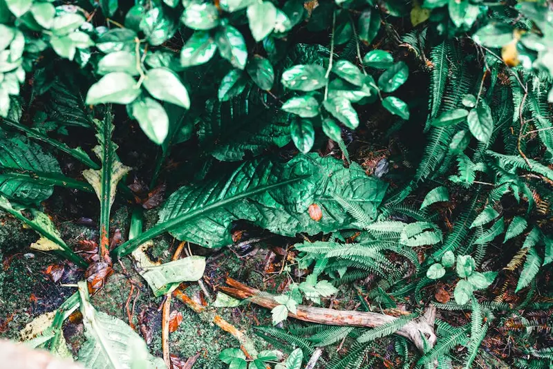 Tofino Botanical Gardens