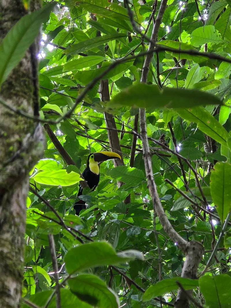 Sendero El Tigre (Dos Brazos)